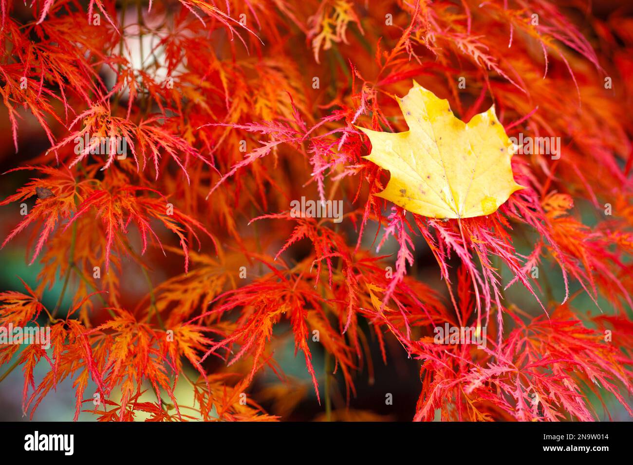 Yellow fallen leaf caught in red tree foliage in autumn; Portland, Oregon, United States of America Stock Photo
