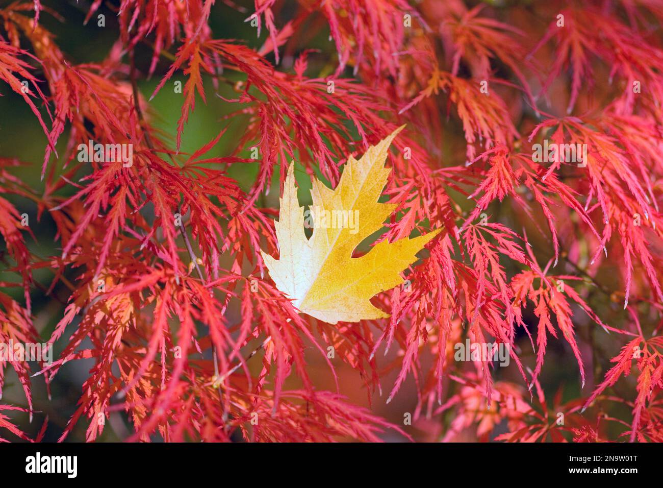 Yellow fallen leaf caught in red tree foliage in autumn; Portland, Oregon, United States of America Stock Photo