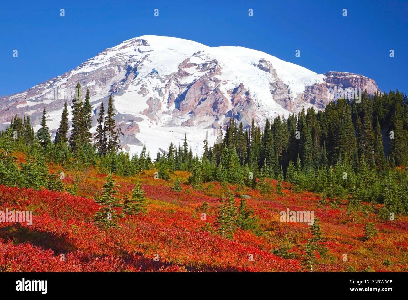 Snowcovered Mount Rainier with autumn coloured vegetation and forest