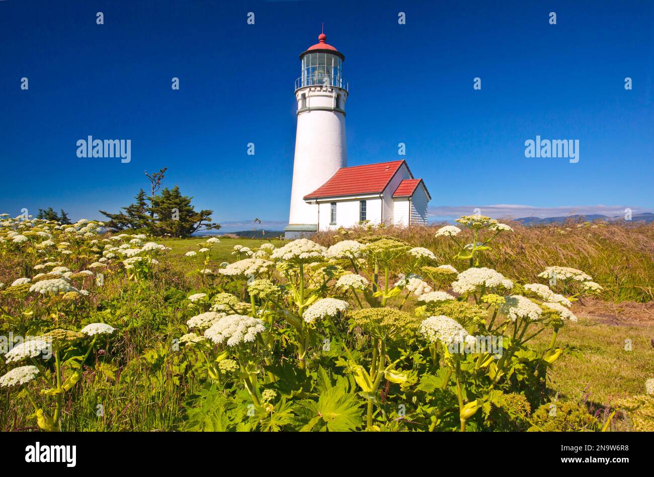 Wildflowers And Cape Blanco Light along the South Oregon Coast in Cape