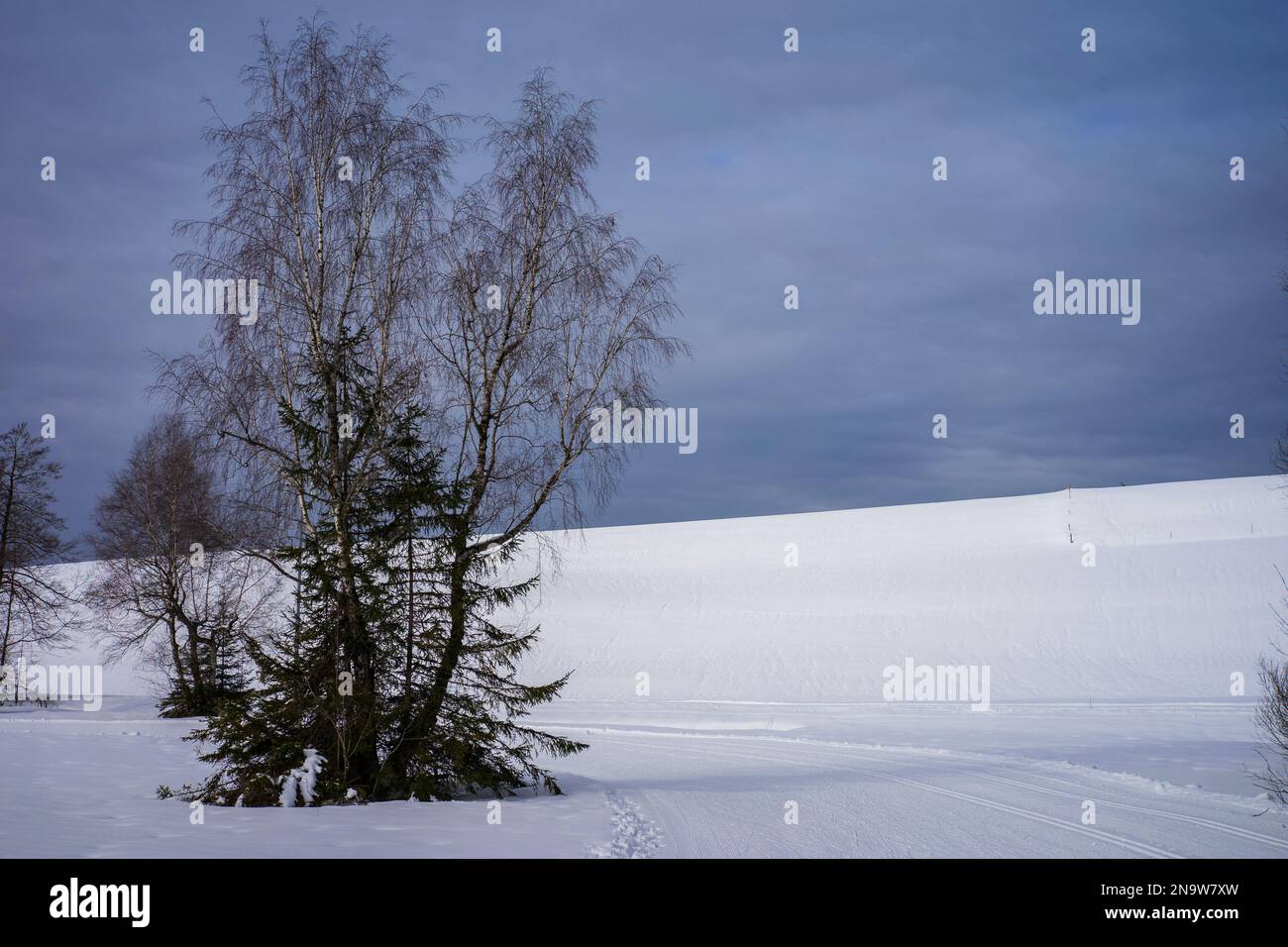 Winter landscape with trees and a snowfield towards blue horizon Stock Photo