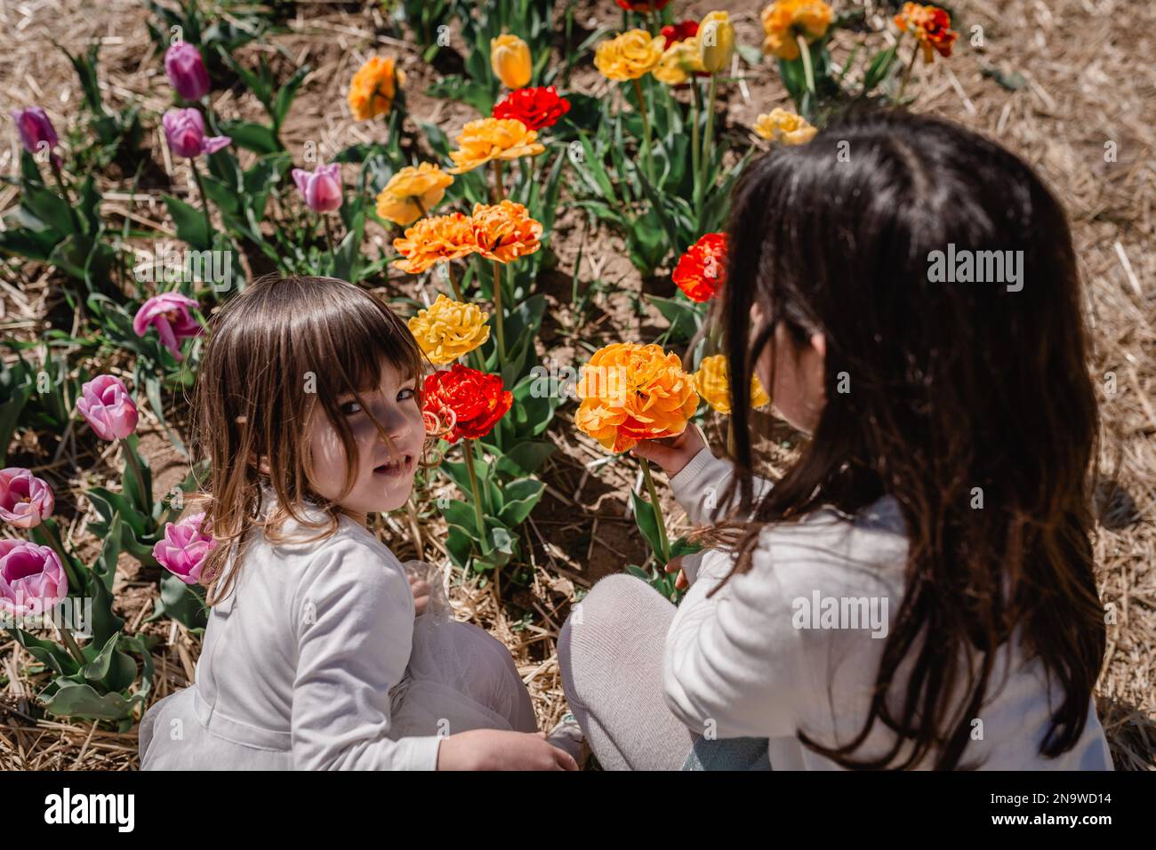 two girls in white clothes sitting in the tulip field picking flowers ...