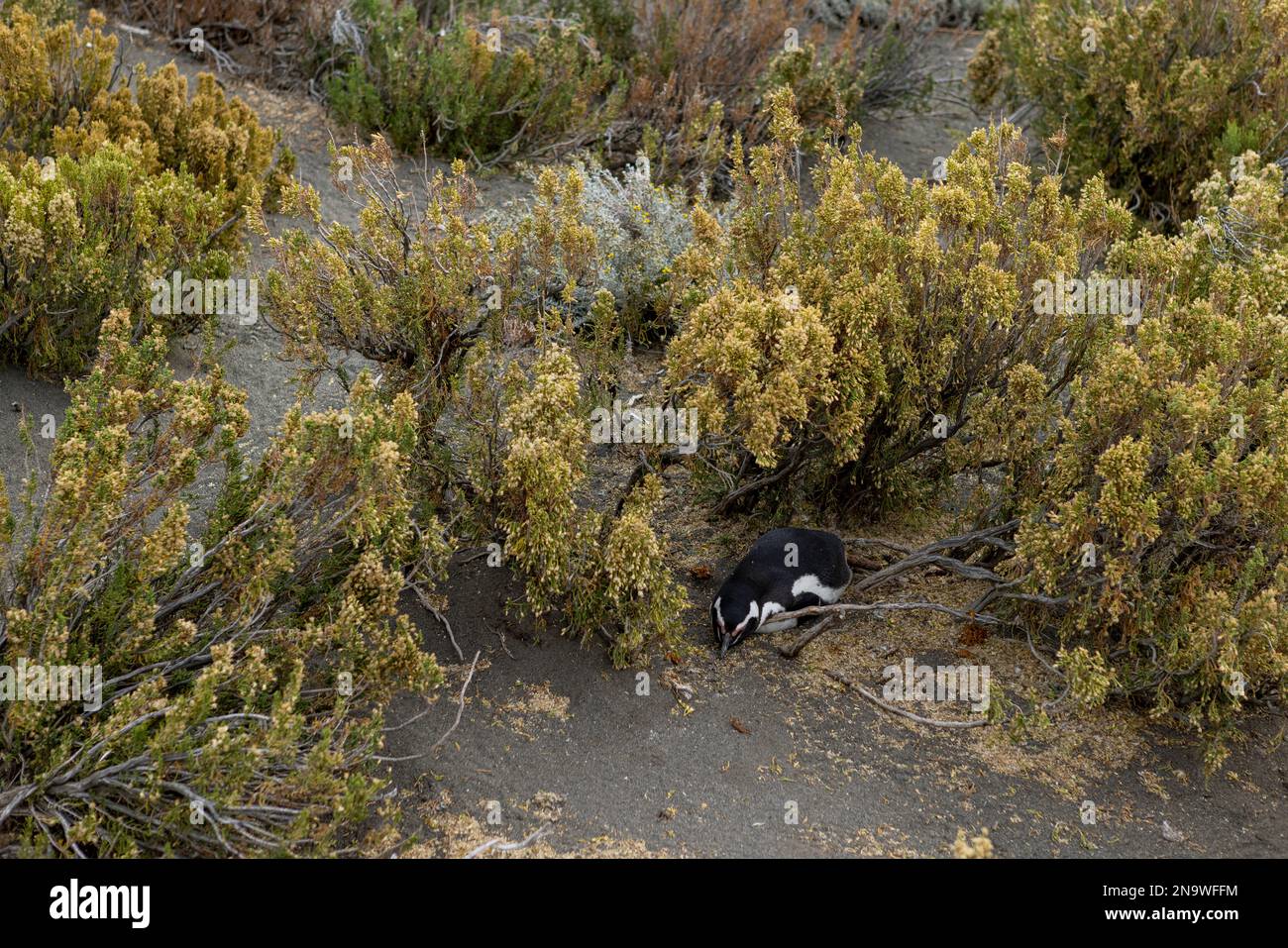 Magellanic penguin at the beach of Cabo Virgenes at kilometer 0 of the famous Ruta40 in southern Argentina, Patagonia, South America Stock Photo