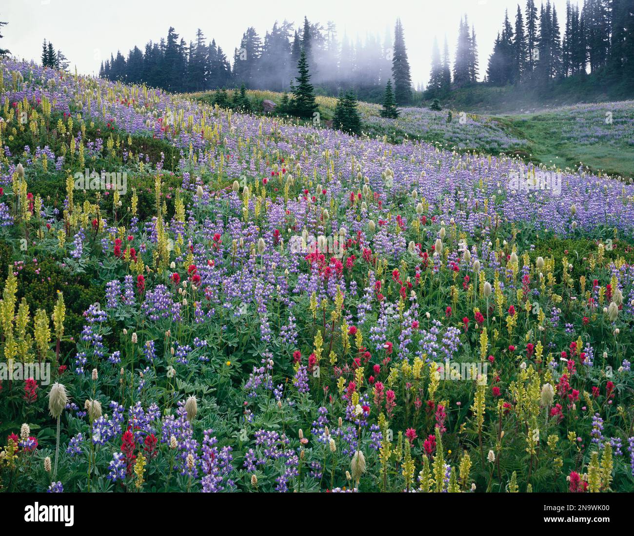 My Image 30
