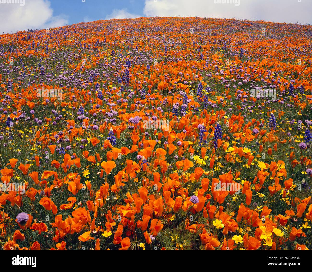 Blooming Wildflowers; California, United States of America Stock Photo