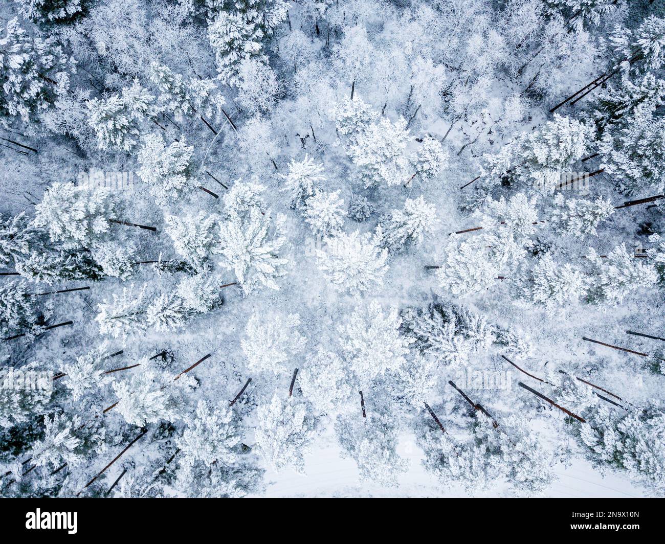 Aerial view flying down trees hi-res stock photography and images - Alamy