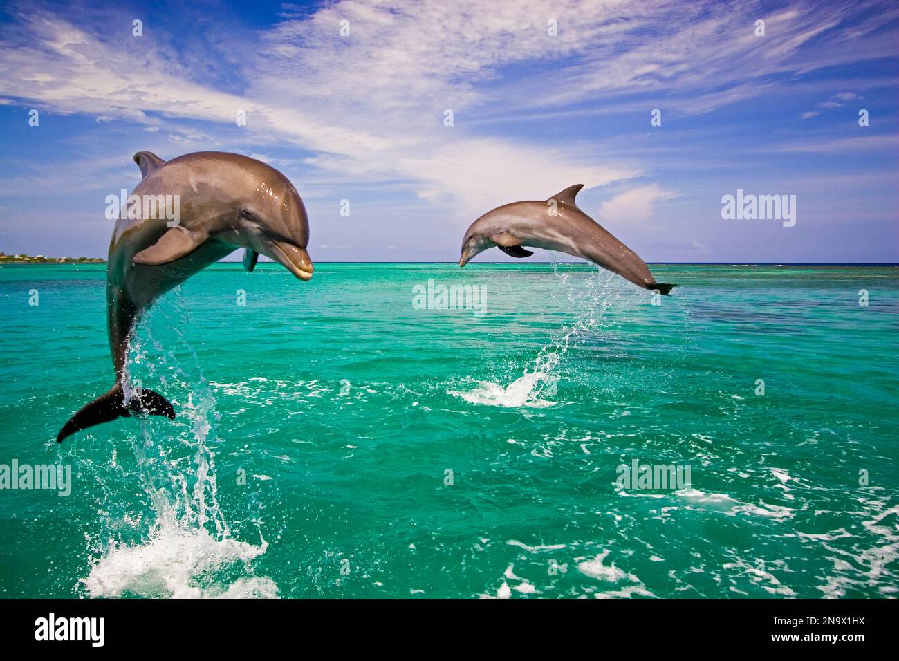 Bottlenose dolphins breaching from the Caribbean Sea; Roatan, Honduras Stock Photo