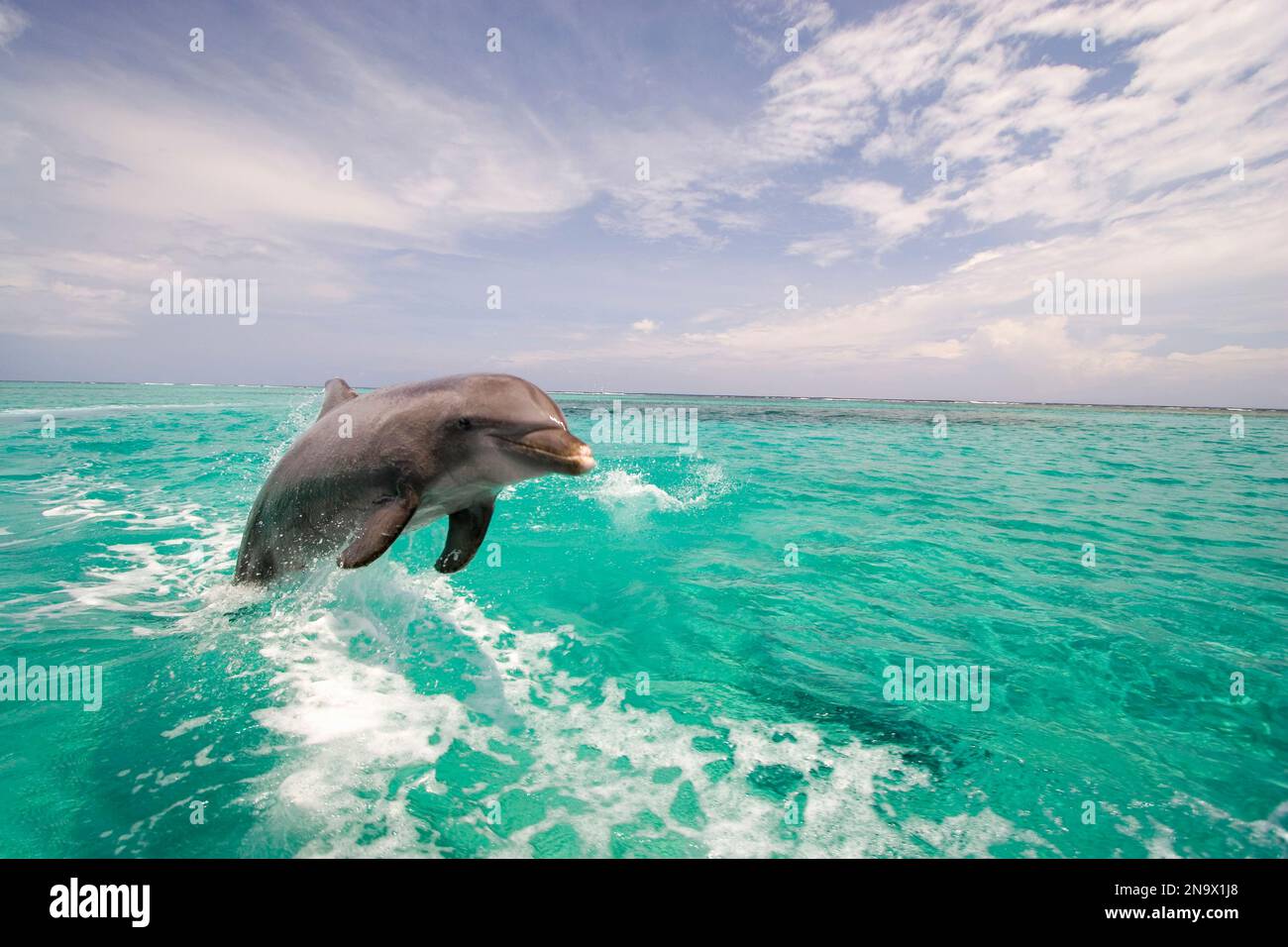 Bottlenose dolphin leaping out of the Caribbean Sea; Roatan, Honduras Stock Photo