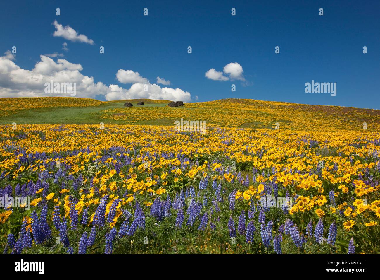 Wildflowers along hillside in the Columbia River Gorge National Scenic