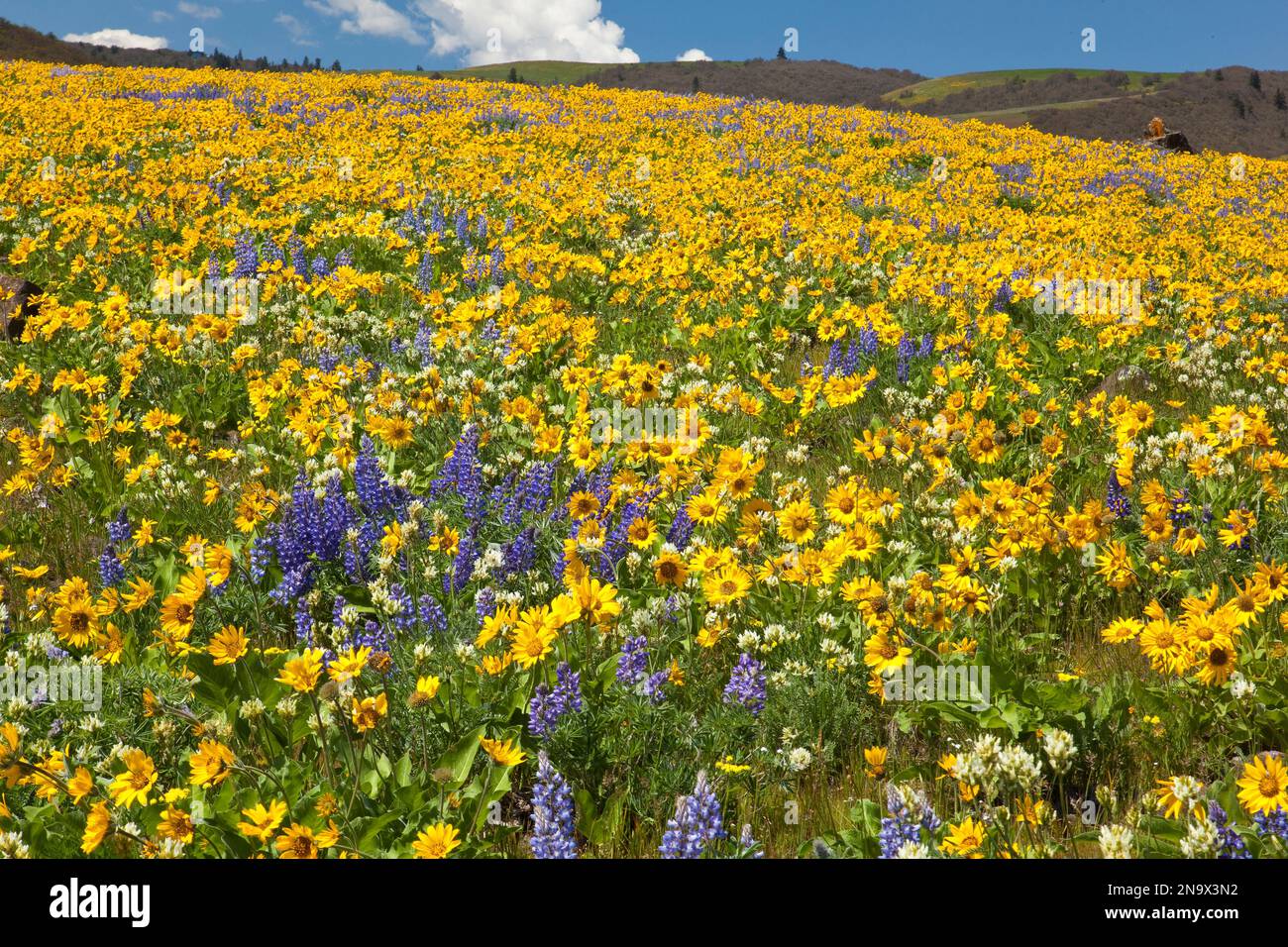 Wildflowers along hillside in the Columbia River Gorge National Scenic