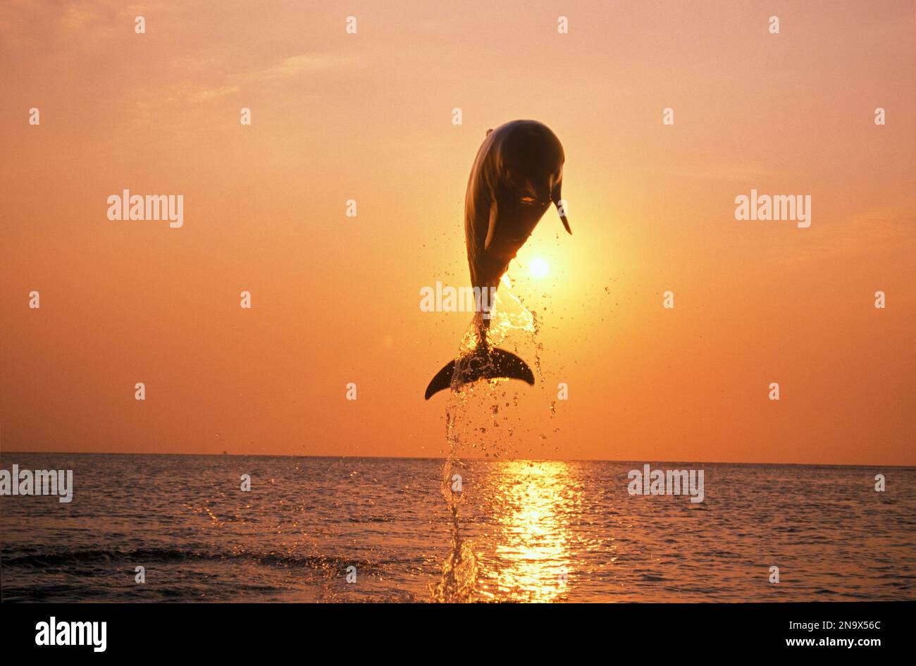 Dolphin breaching from the Caribbean Sea at sunset; Roatan, Honduras Stock Photo