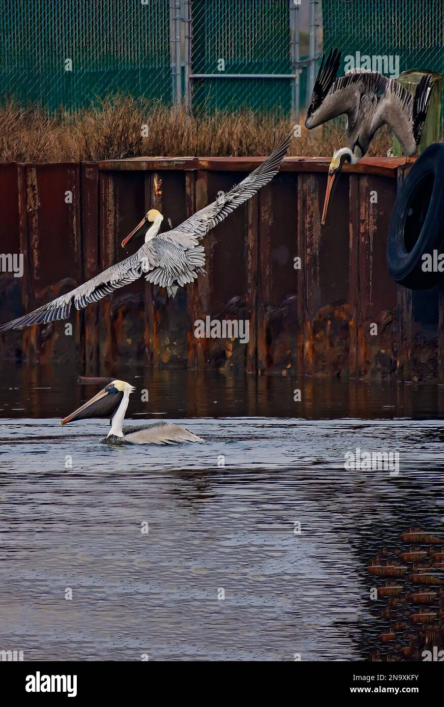 Brown pelicans dive for prey, Jan. 29, 2023, in Bayou La Batre, Alabama. Stock Photo