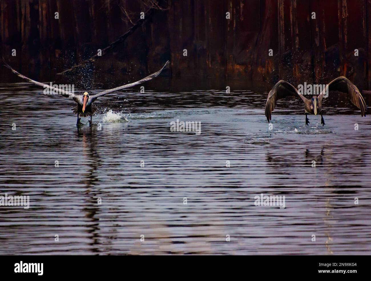 Brown pelicans dive for prey, Jan. 29, 2023, in Bayou La Batre, Alabama. Stock Photo