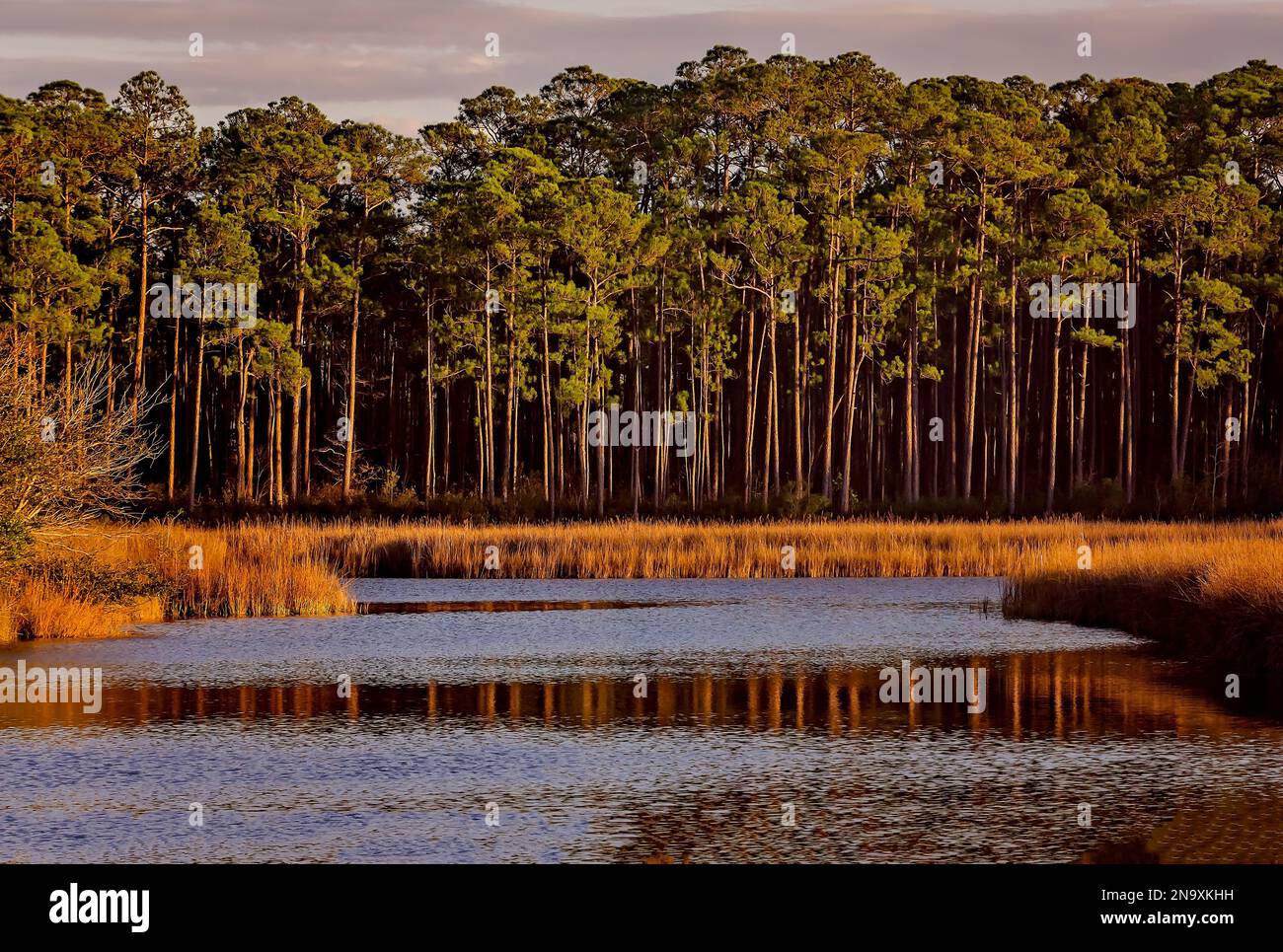 Slash pine trees (Pinus elliottii) reflect in Fowl River, Jan. 25, 2023, in Coden, Alabama. Slash pines are native to the southeastern United States. Stock Photo