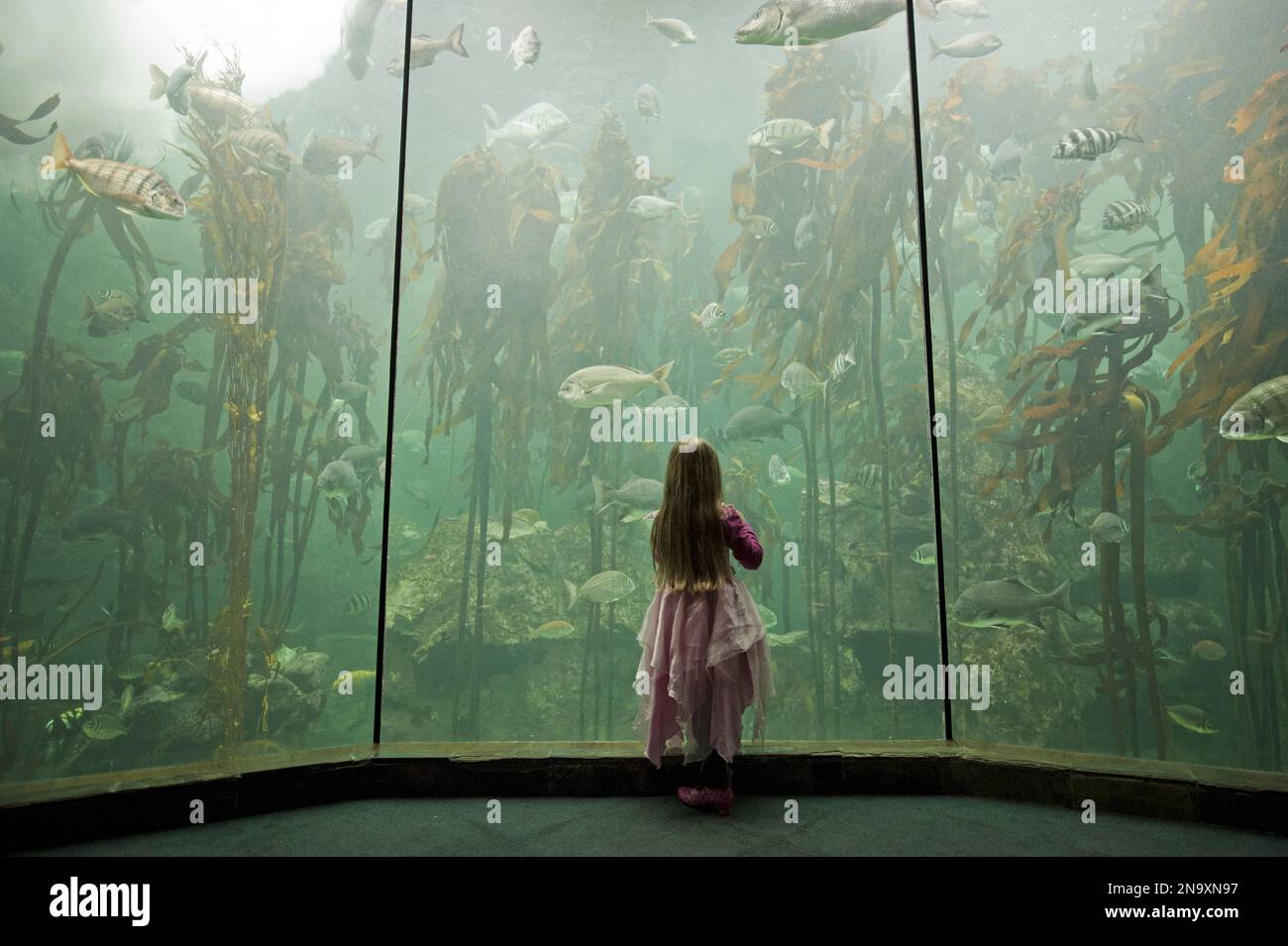 Young visitor stands before fronds of giant kelp in the Ocean Basket Kelp Forest Exhibit at the Two Oceans Aquarium in Cape Town, South Africa Stock Photo