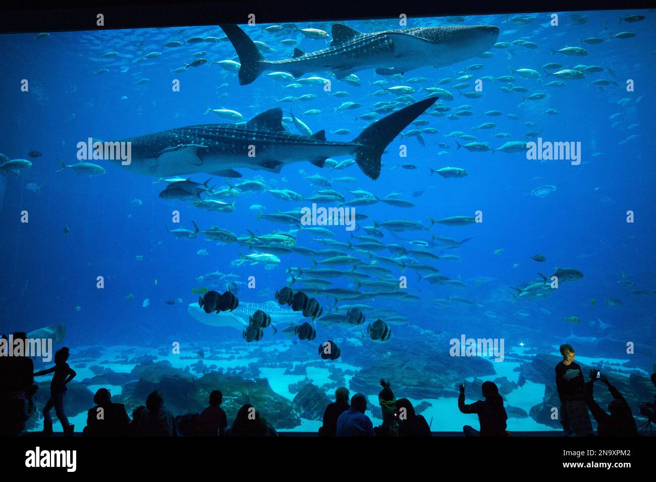 An exhibit of whale sharks and fish at Georgia Aquarium's Ocean Voyager tank; Atlanta, Georgia, United States of America Stock Photo