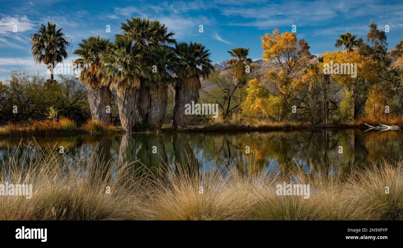 Natural Spring, Agua Caliente Regional Park, Tucson, AZ Stock Photo