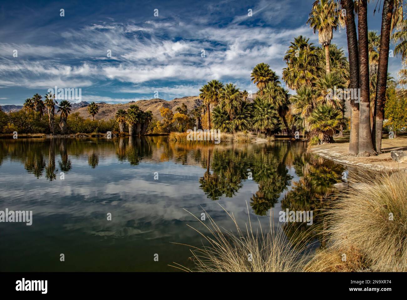 Natural Spring, Agua Caliente Regional Park, Tucson, AZ Stock Photo