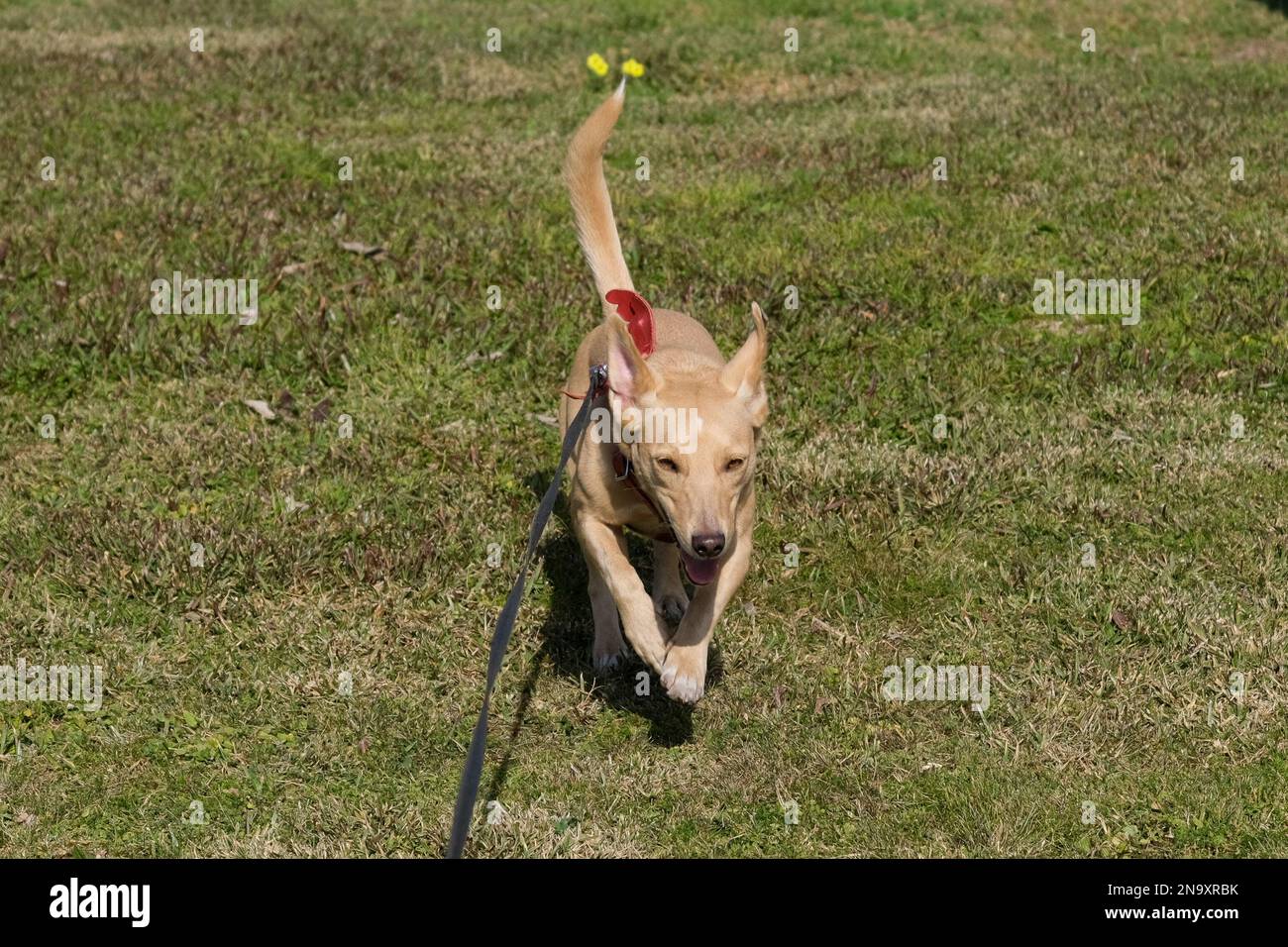 Playfull dog hires stock photography and images Alamy