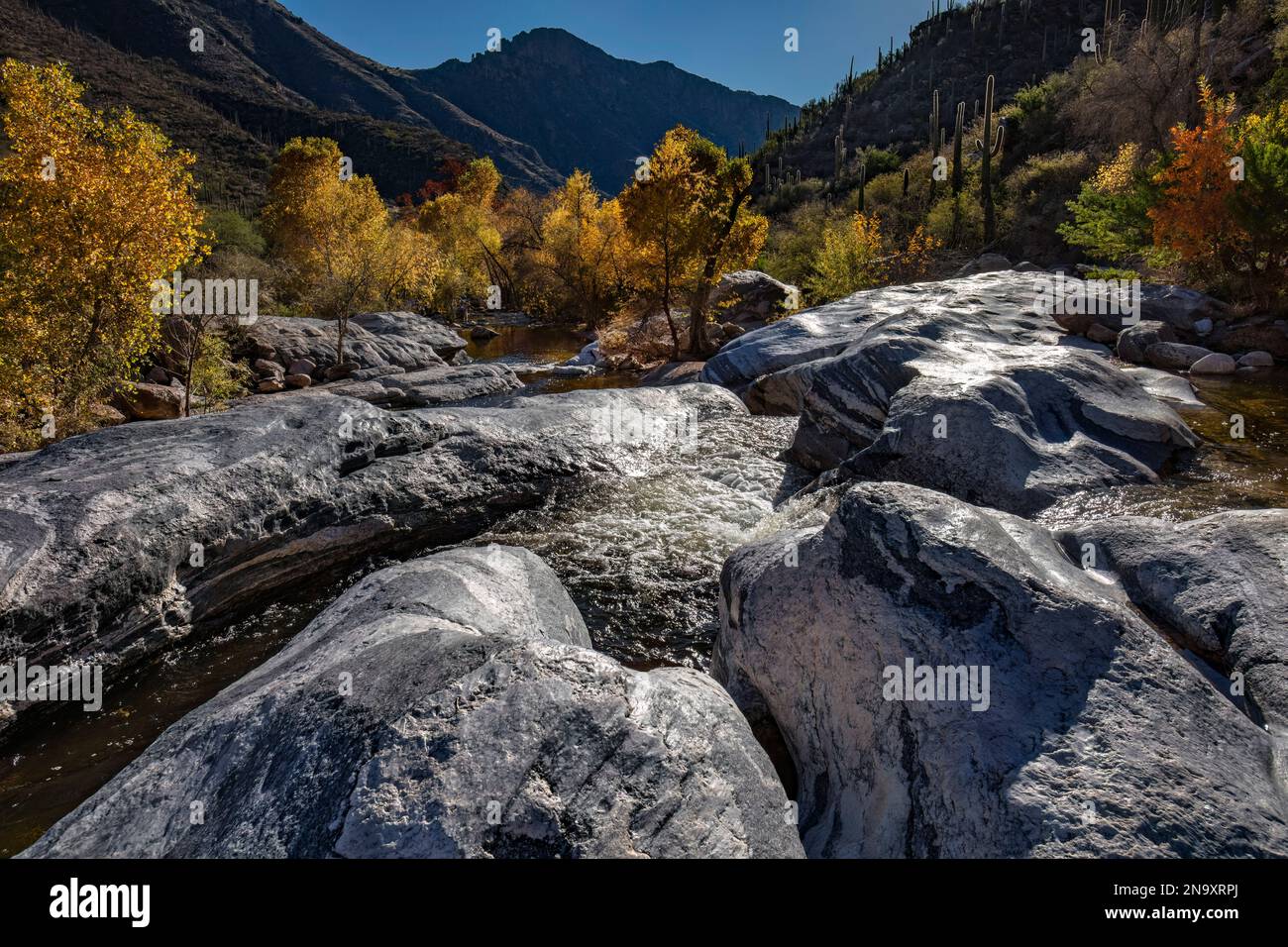 Autumn in Sabino Canyon, Tucson, AZ Stock Photo