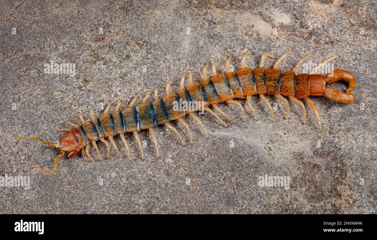 Scolopendra polymorpha, the common desert centipede, tiger centipede, banded desert centipede, or Sonoran Desert centipede Stock Photo