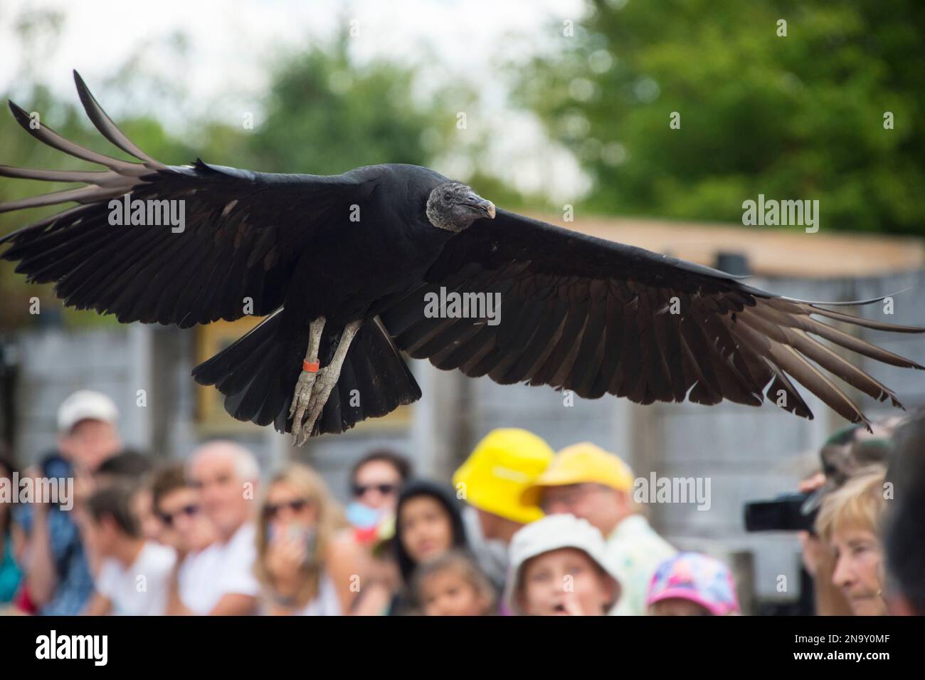 A crowd of people watch a black vulture (Coragyps atratus) fly overhead at Le Parc des Oiseaux, a bird park in the town of Villars Les Dombes, France Stock Photo