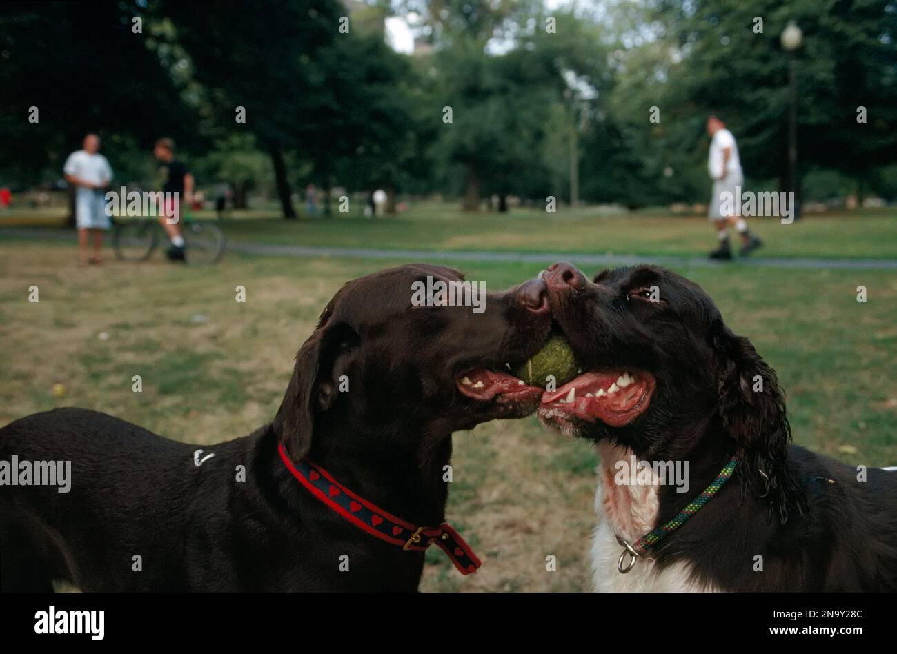 Two dogs play together sharing a tennis ball, Boston Common; Boston, Massachusetts, United States of America Stock Photo