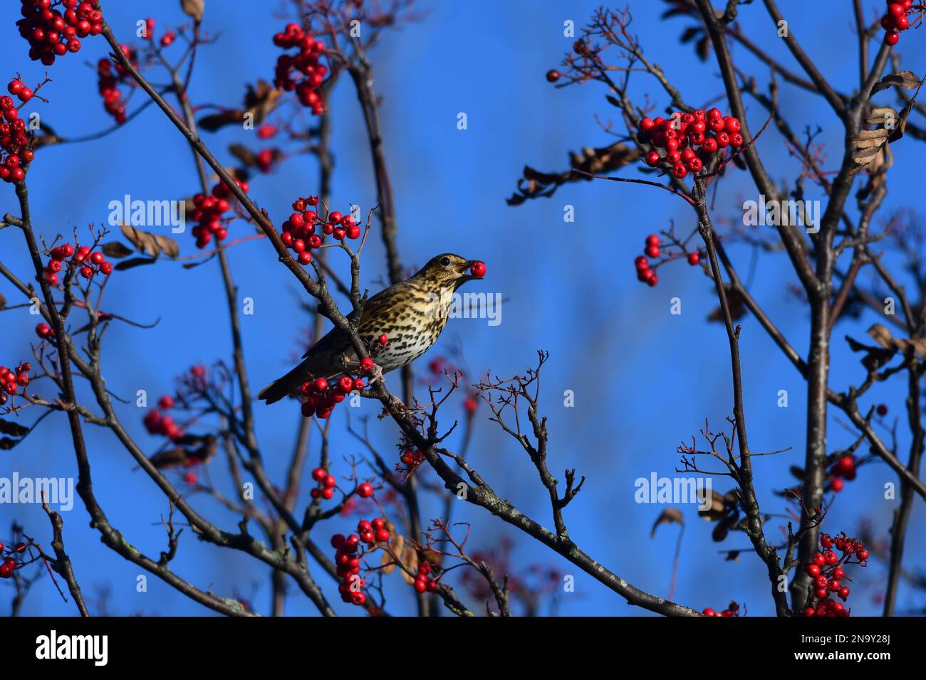 Song thrush Turdus philomelos in a Edinburgh garden Stock Photo - Alamy