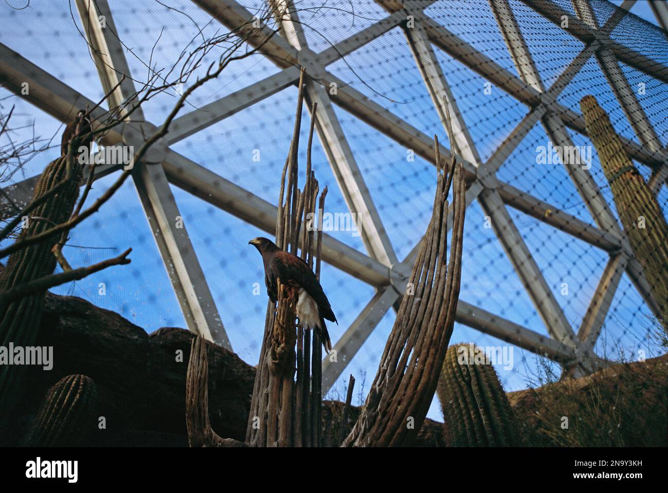 A pair of birds of prey in a domed enclosure called the Desert Dome at