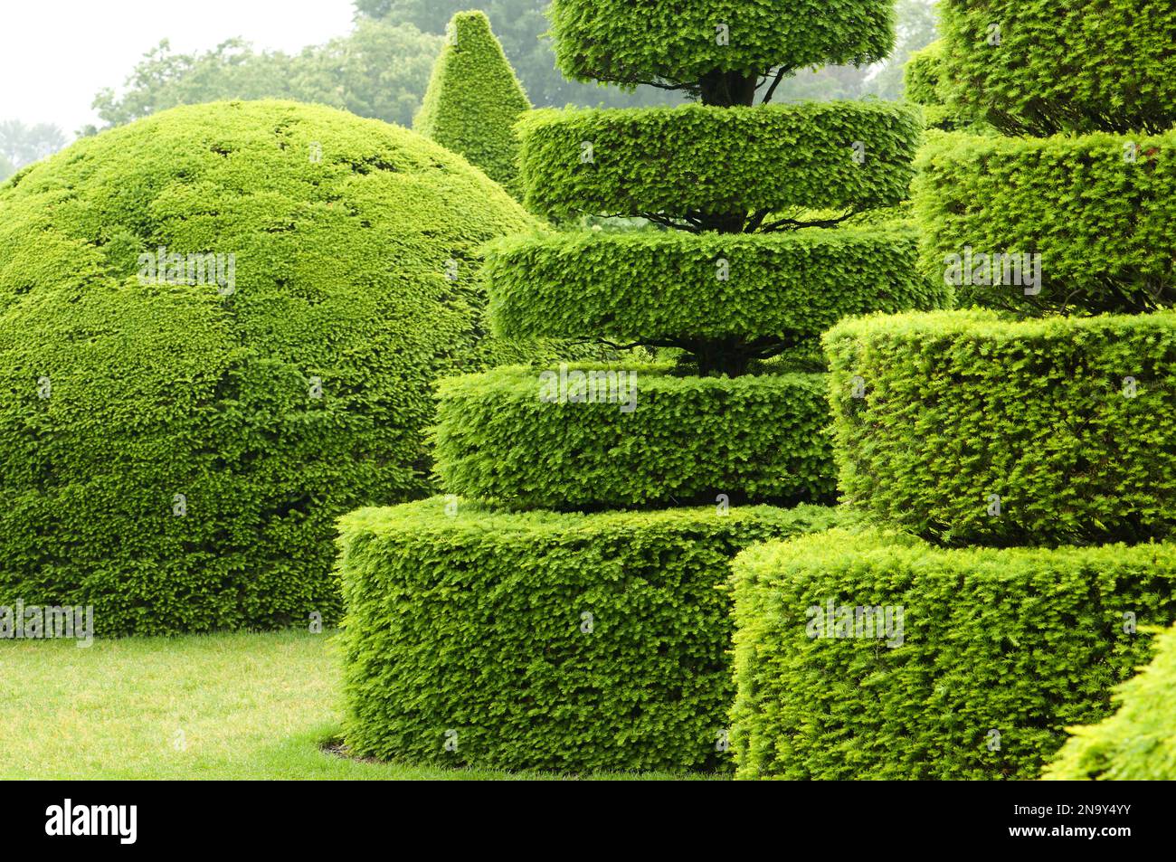 Sculpted shrubs in a topiary garden.; Longwood Gardens, Pennsylvania