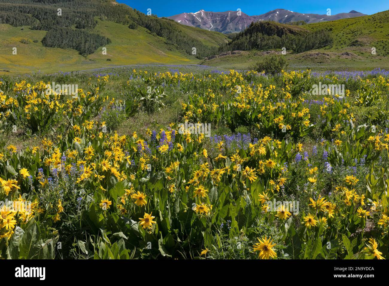 Wildflower Meadow - Mule’s Ears & Lupine - Crested Butte, CO Stock Photo