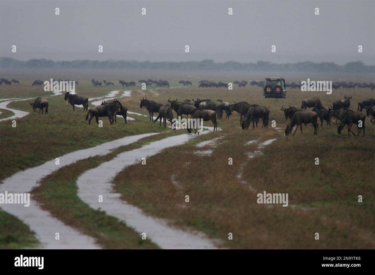 Tourists on safari among grazing wildebeest; Serenera, Tanzania Stock Photo