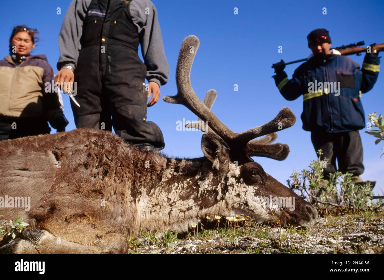 Inuit hunters with caribou carcass, Alaska's North Slope area; North Slope, Alaska, United States of America Stock Photo