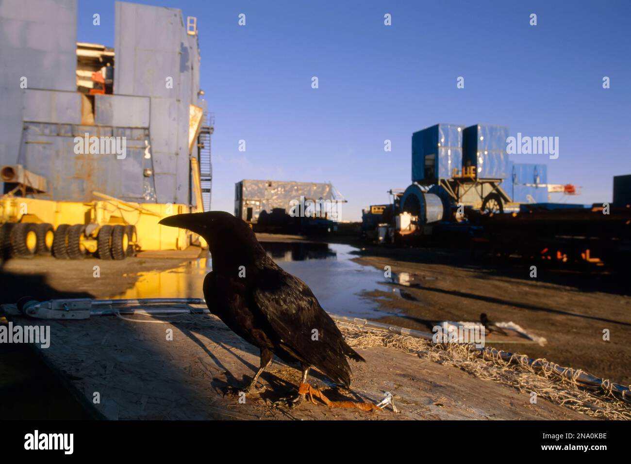 A crow tethered to a barge in the North Slope area, Alaska, USA; North Slope, Alaska, United States of America Stock Photo