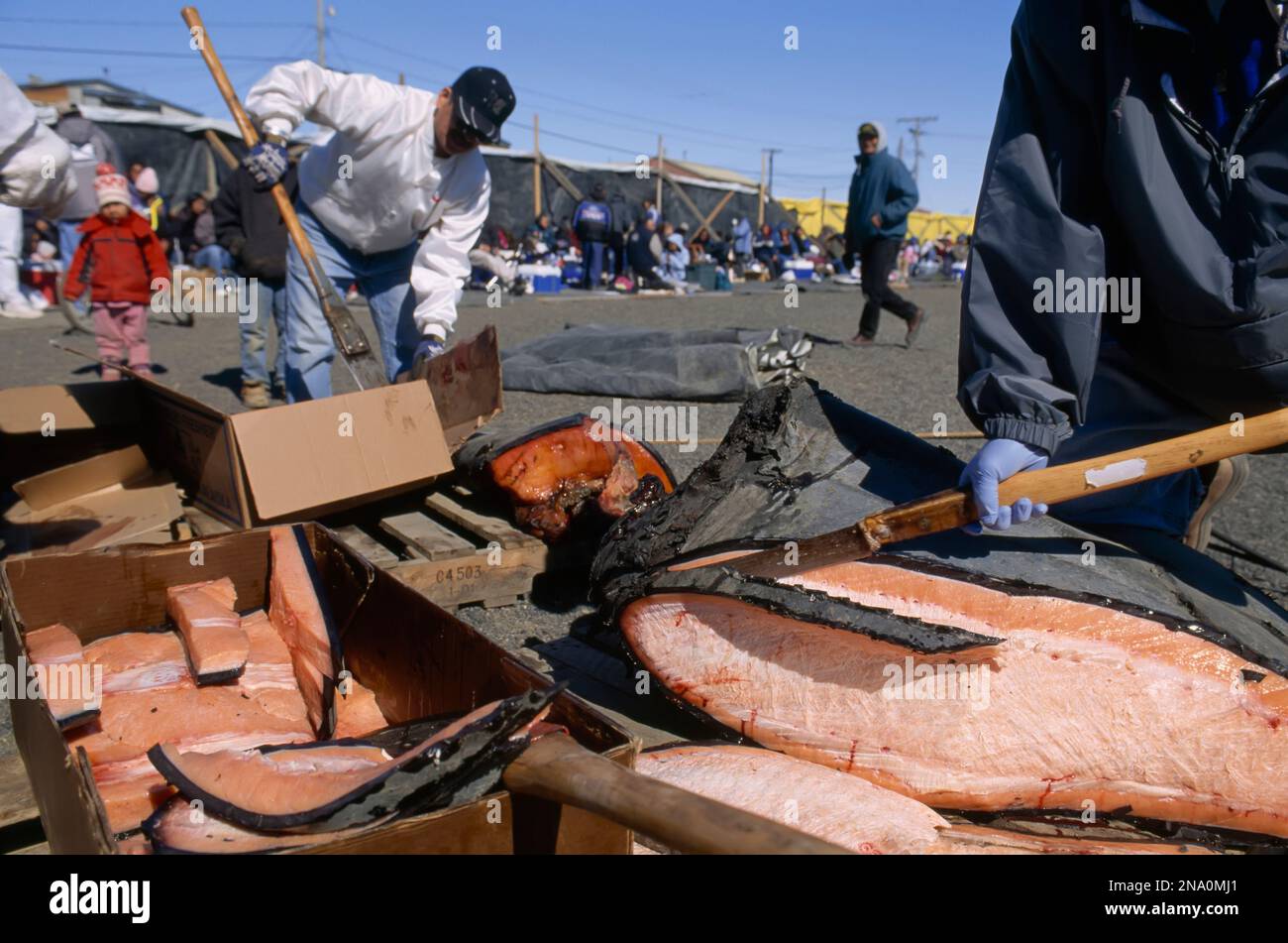 An Inuit gathering, showing blubber being packed in boxes; North Slope