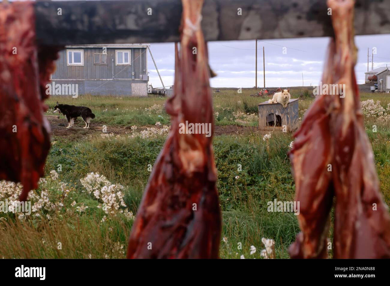 Meat curing outside at an Inuit settlement; North Slope, Alaska, United States of America Stock Photo
