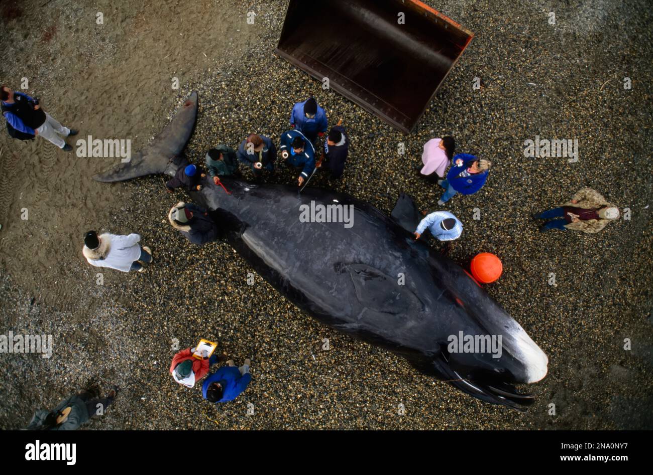 Aerial view of Inuit hunters around a whale carcass; North Slope, Alaska, United States of America Stock Photo