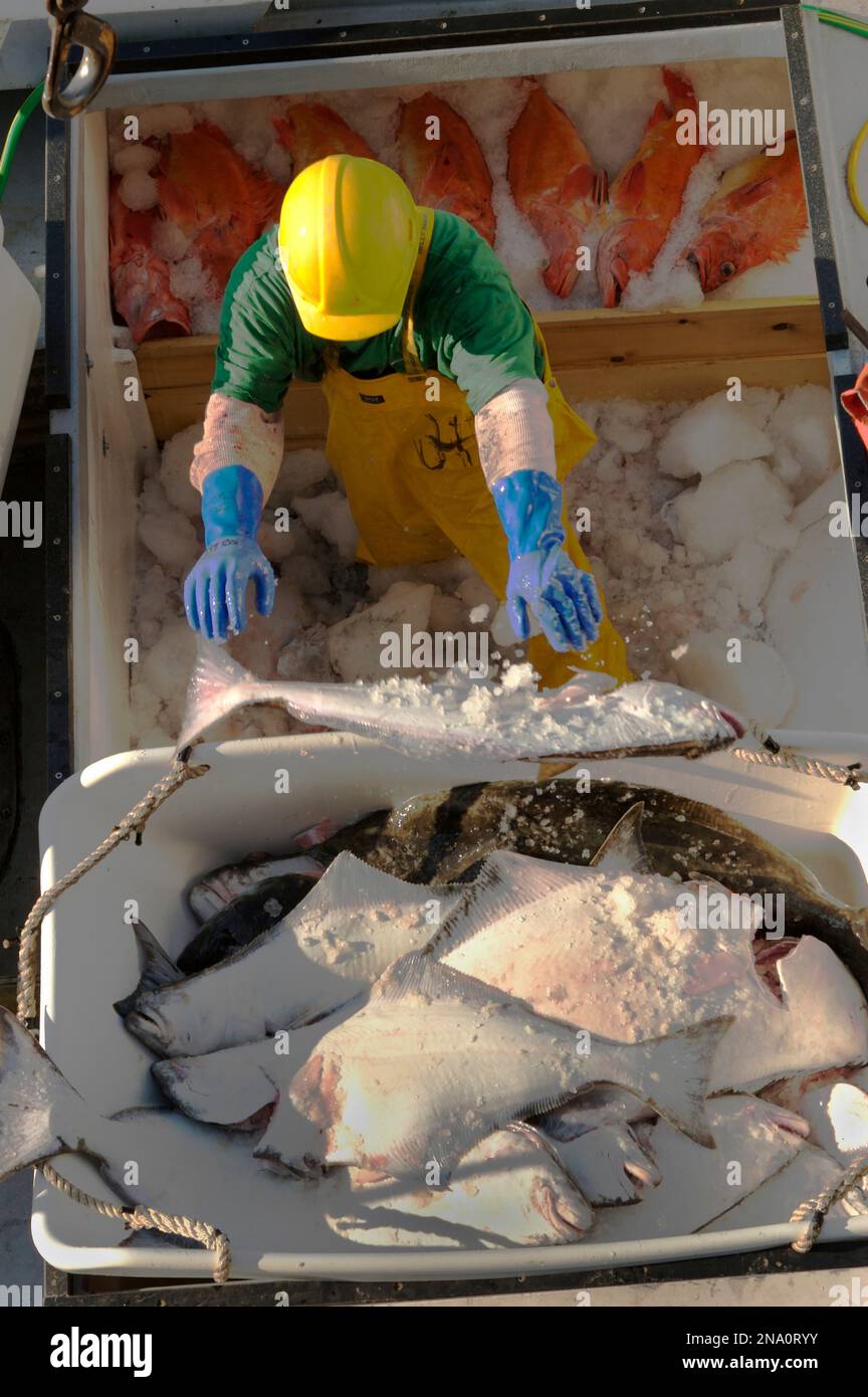 Fisherman unloads halibut onto ice at the dock Stock Photo Alamy
