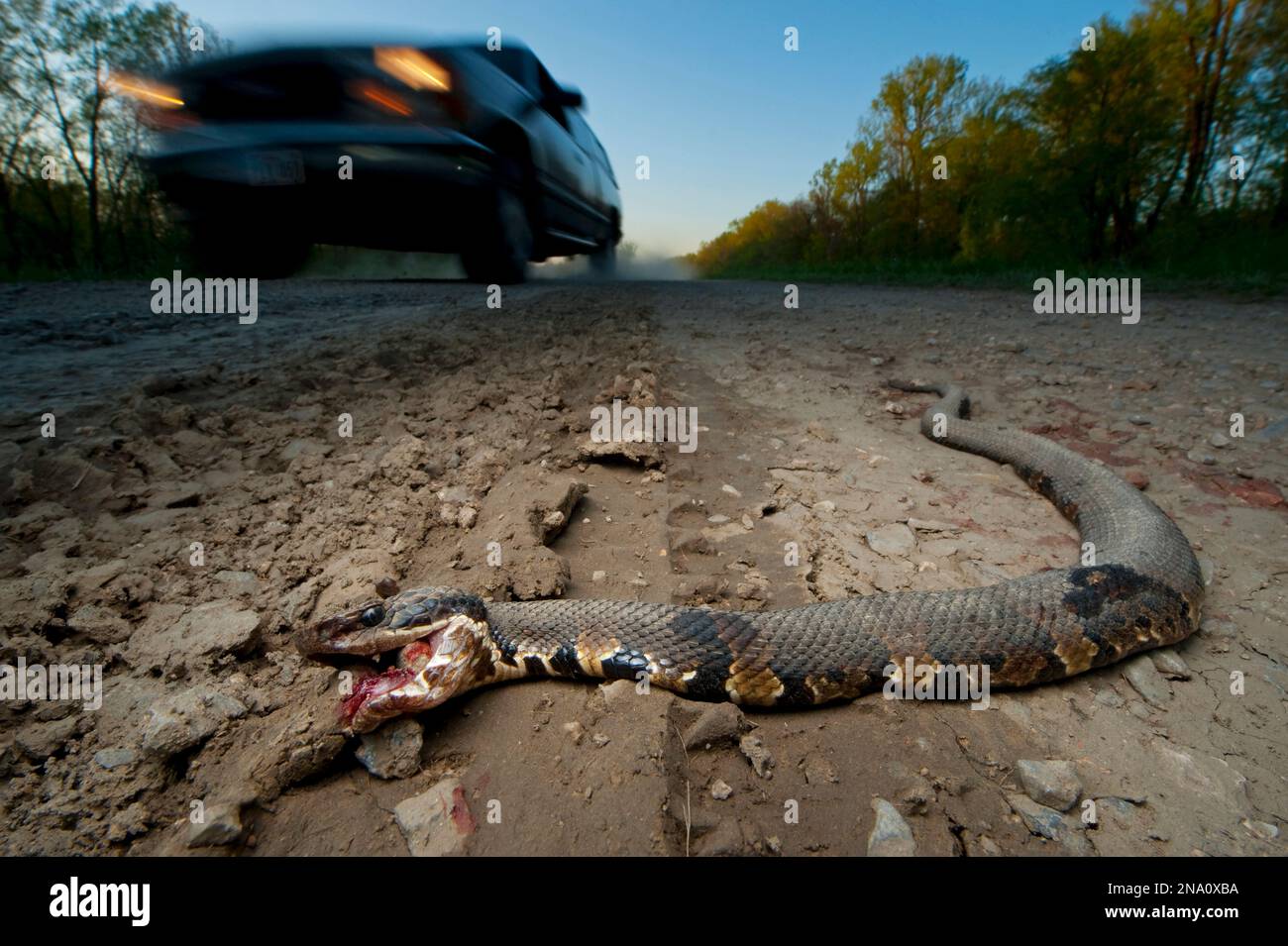 A western cottonmouth snake (Agkistrodon Piscivorus Leucostoma) did not survive the trip across a road; Ware, Illinois, United States of America Stock Photo
