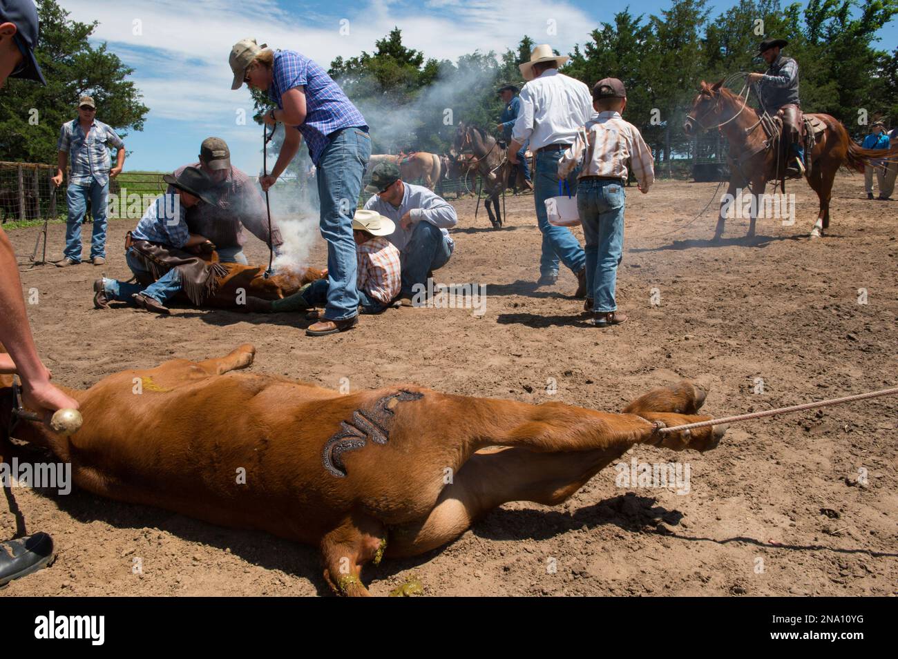 Branding cattle; Burwell, Nebraska, United States of America Stock Photo