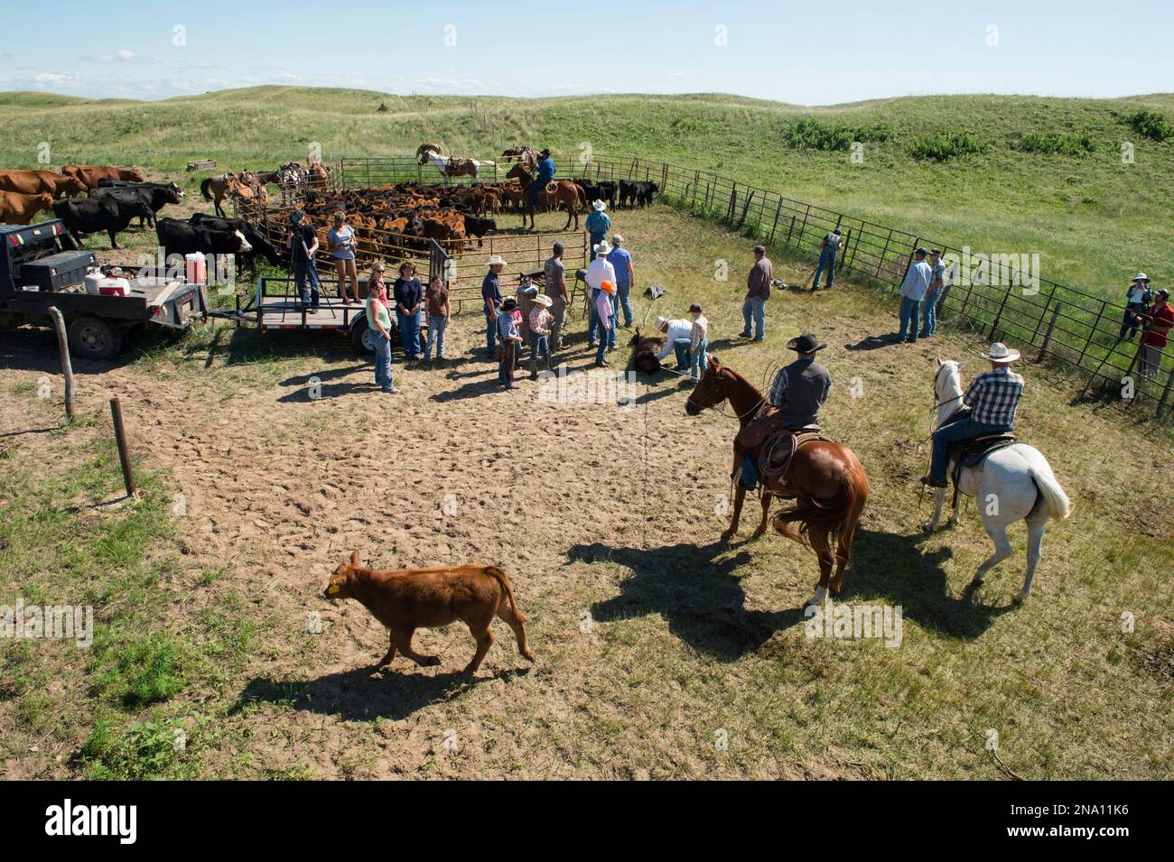 Ranchers working with cattle; Burwell, Nebraska, United States of America Stock Photo
