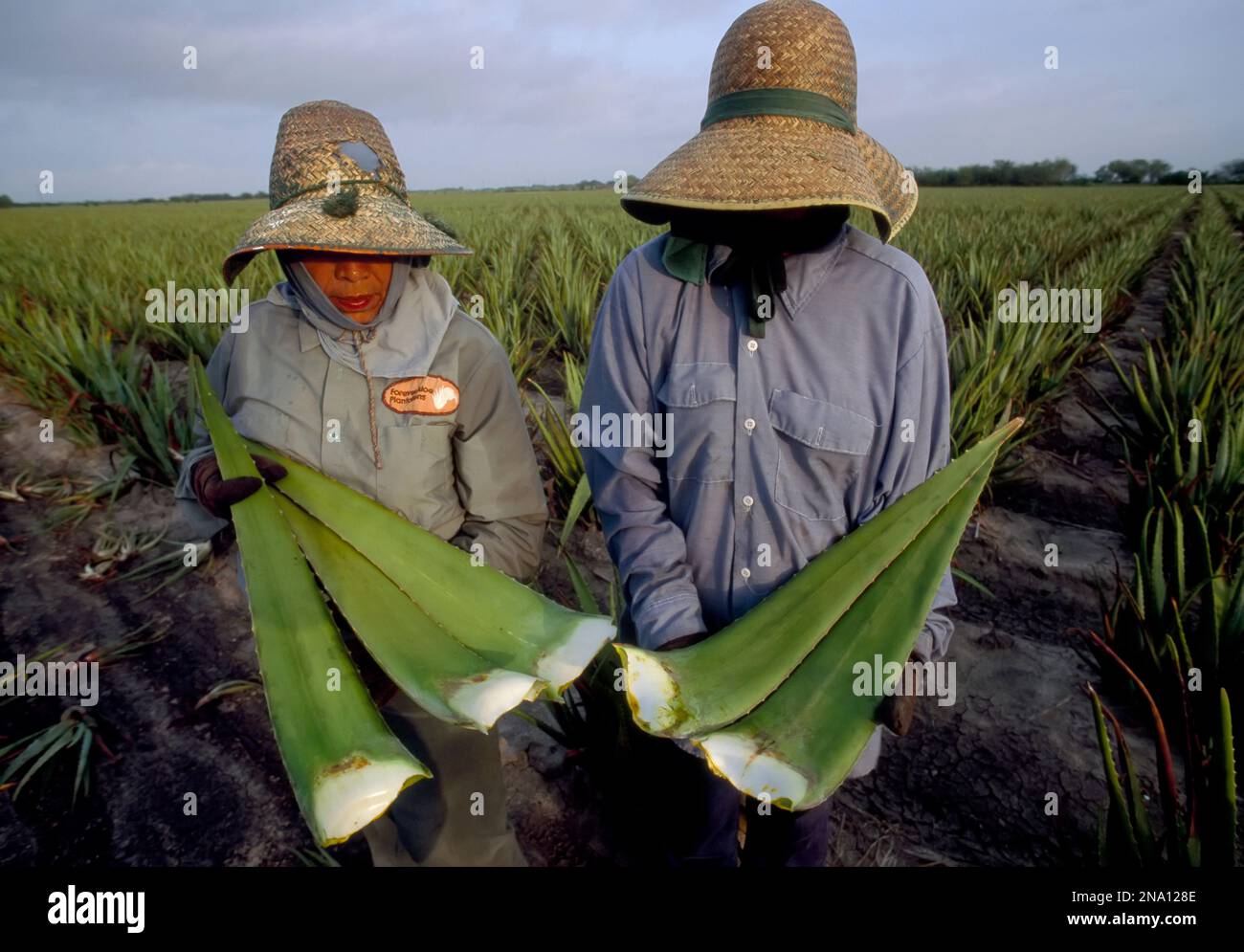 Two workers hold up some large outer leaves of aloe plants. The leaves will be processed into ointments, cosmetics, and beverages. Most of the farm... Stock Photo