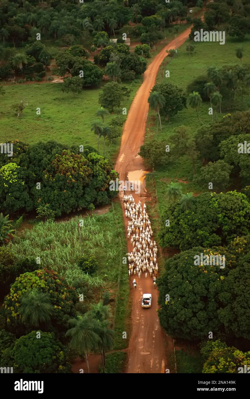 Zebu cattle are herded by cowboys and a truck along a muddy road; Pantanal, Brazil Stock Photo