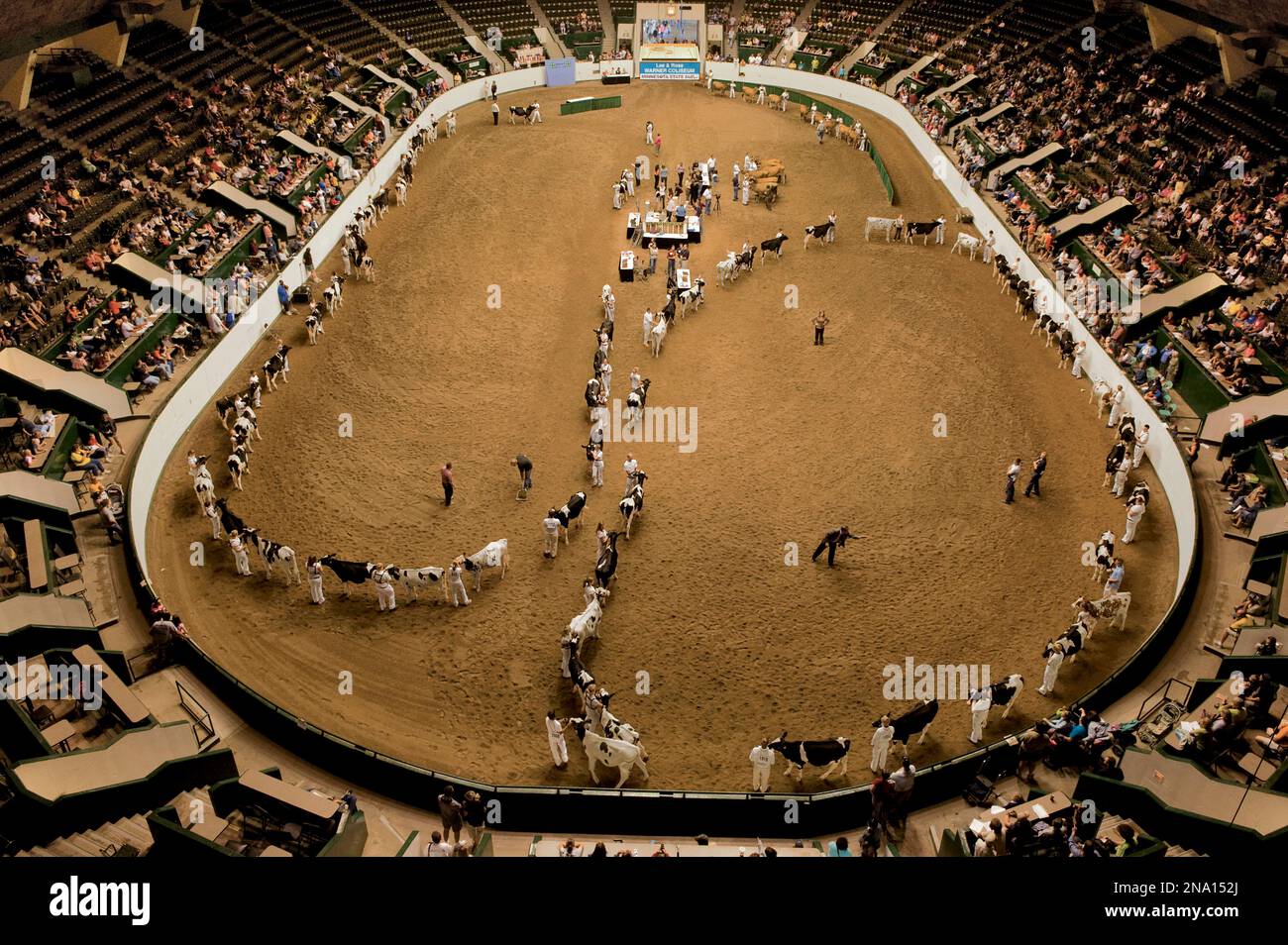 Livestock auction usa hires stock photography and images Alamy