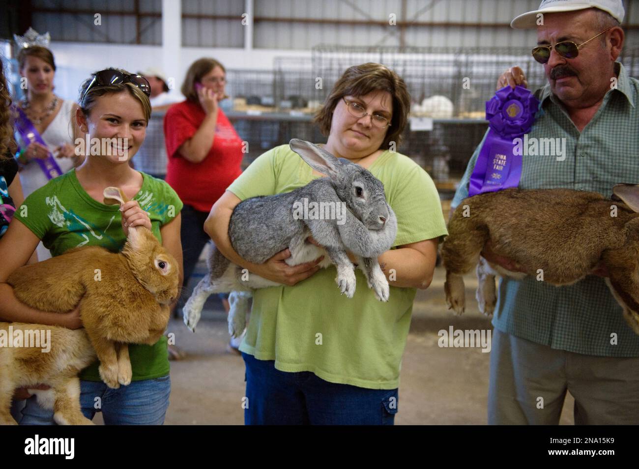 Flemish giant rabbits (Oryctolagus cuniculus flemish) are held by their owners at the Iowa State Fair; Des Moines, Iowa, United States of America Stock Photo