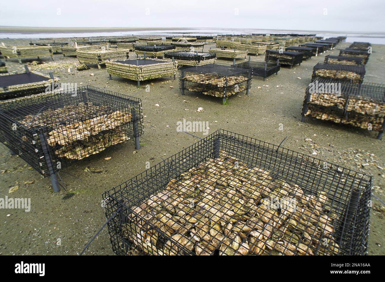 Oyster beds exposed at low tide.; Brewster, Cape Cod, Massachusetts