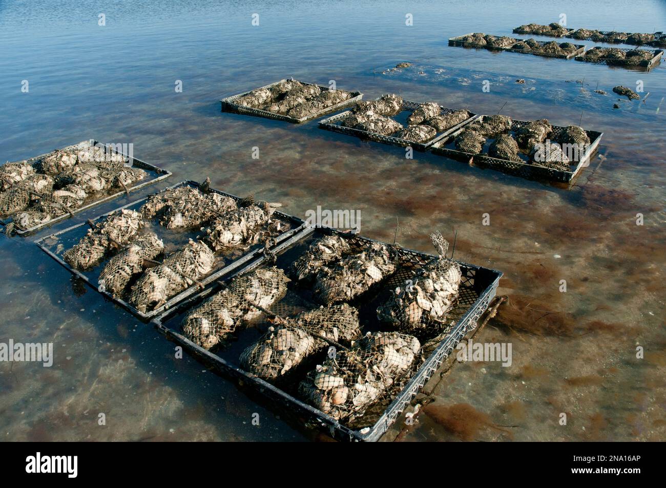 Bundles of oysters in Brewster, Cape Cod oyster beds awaiting sale