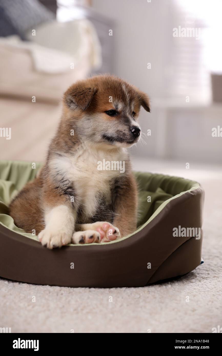 Adorable Akita Inu puppy in dog bed indoors Stock Photo Alamy