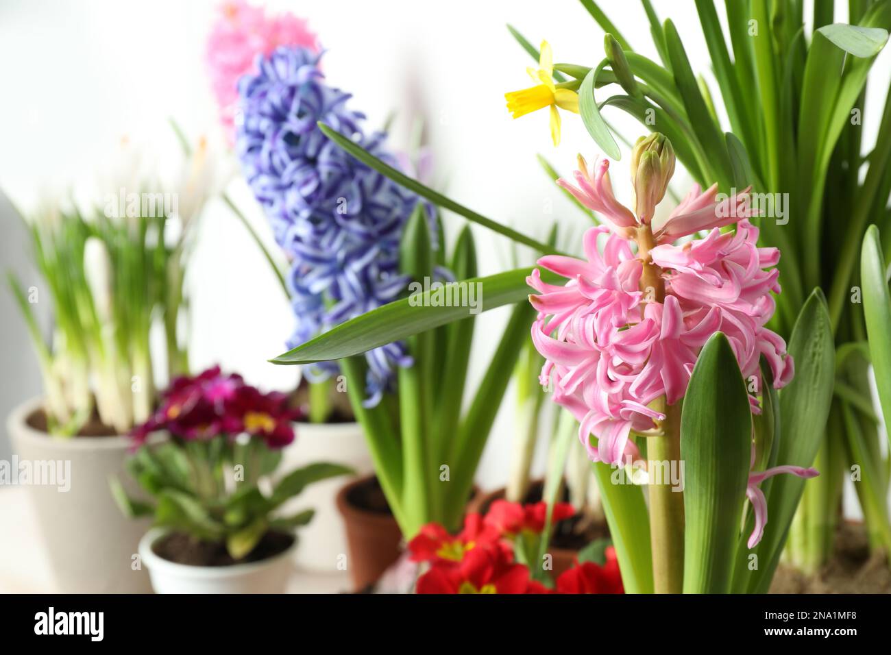 Different beautiful flowers on light background, closeup Stock Photo