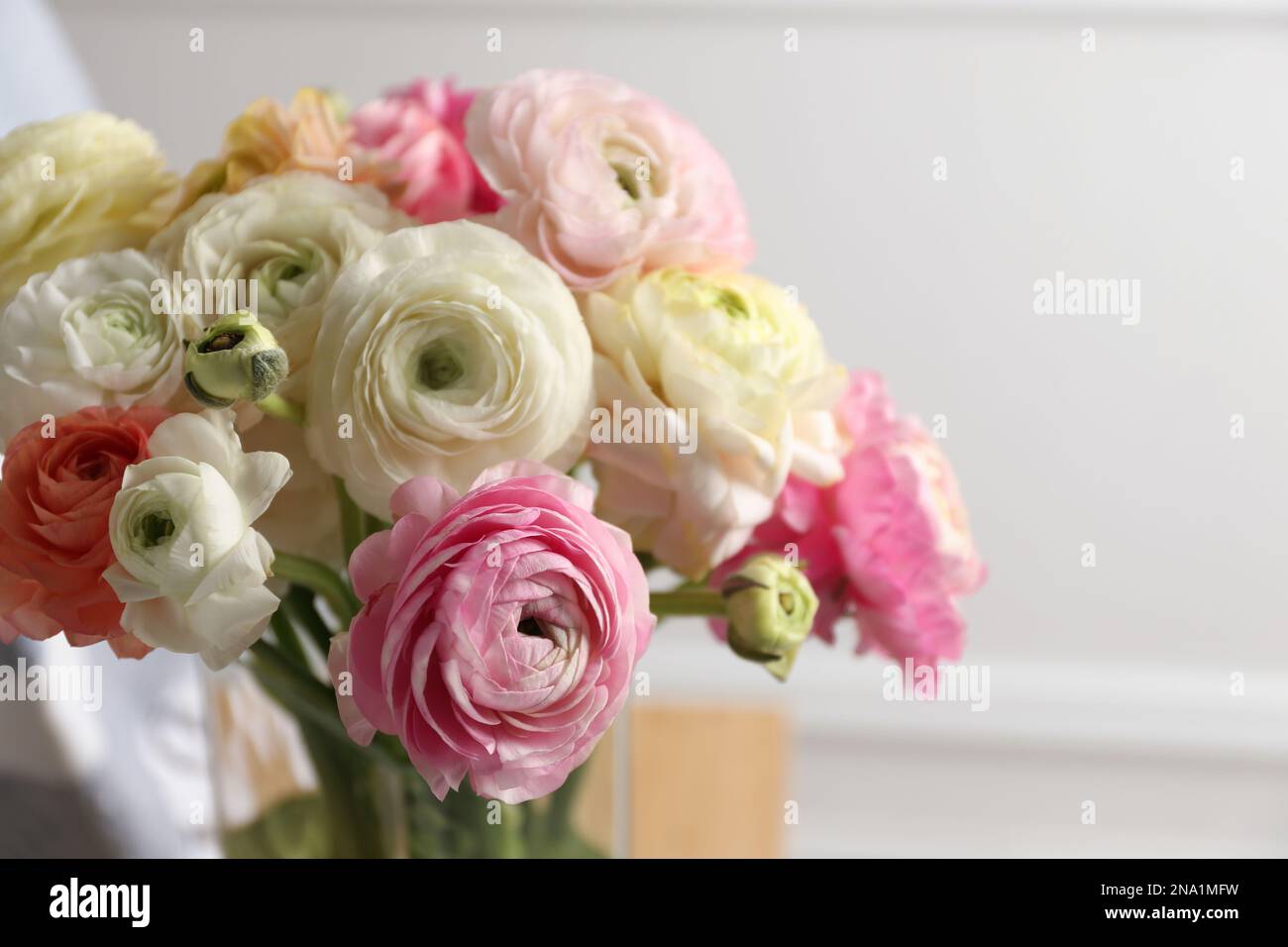 Beautiful ranunculus flowers on light background, closeup Stock Photo